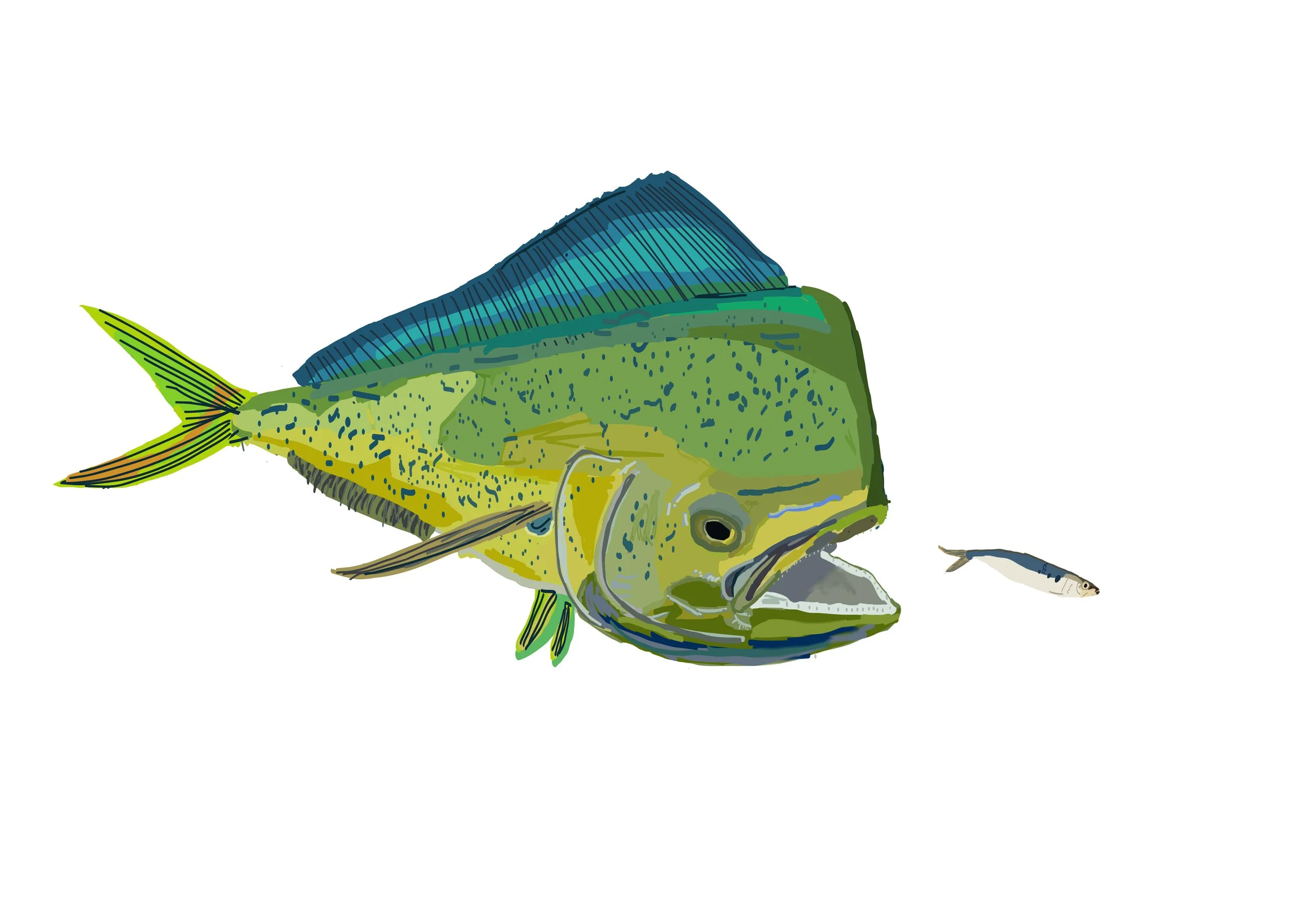 Cool dorado vector thingy.jpg