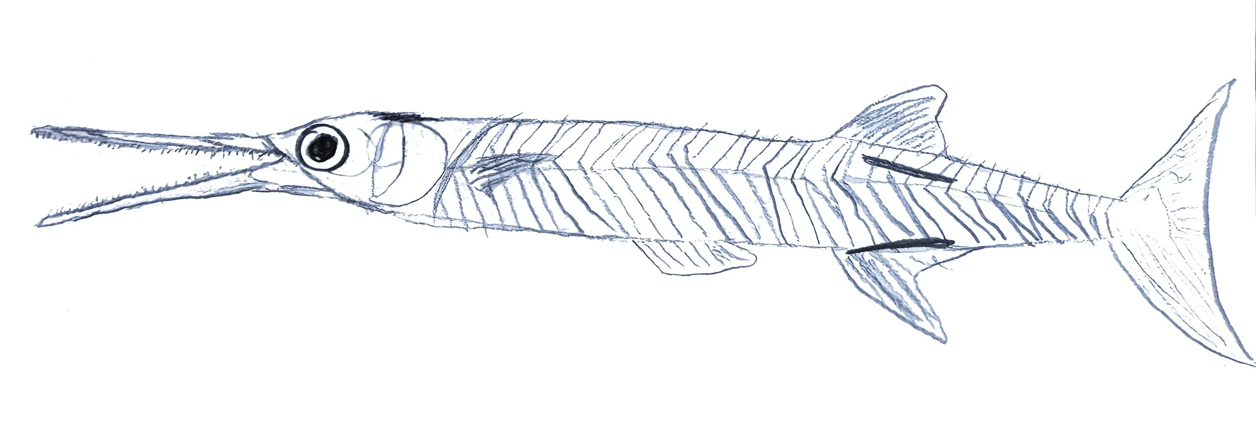 GunnarsFish.jpeg