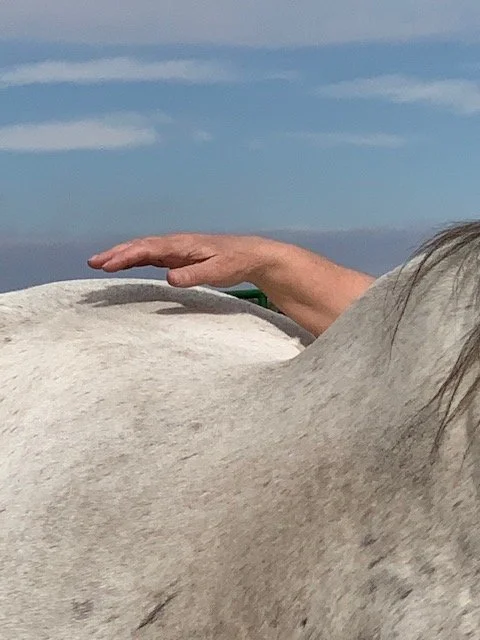 Distance Session-Horse
