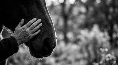 Distance Session-Horse