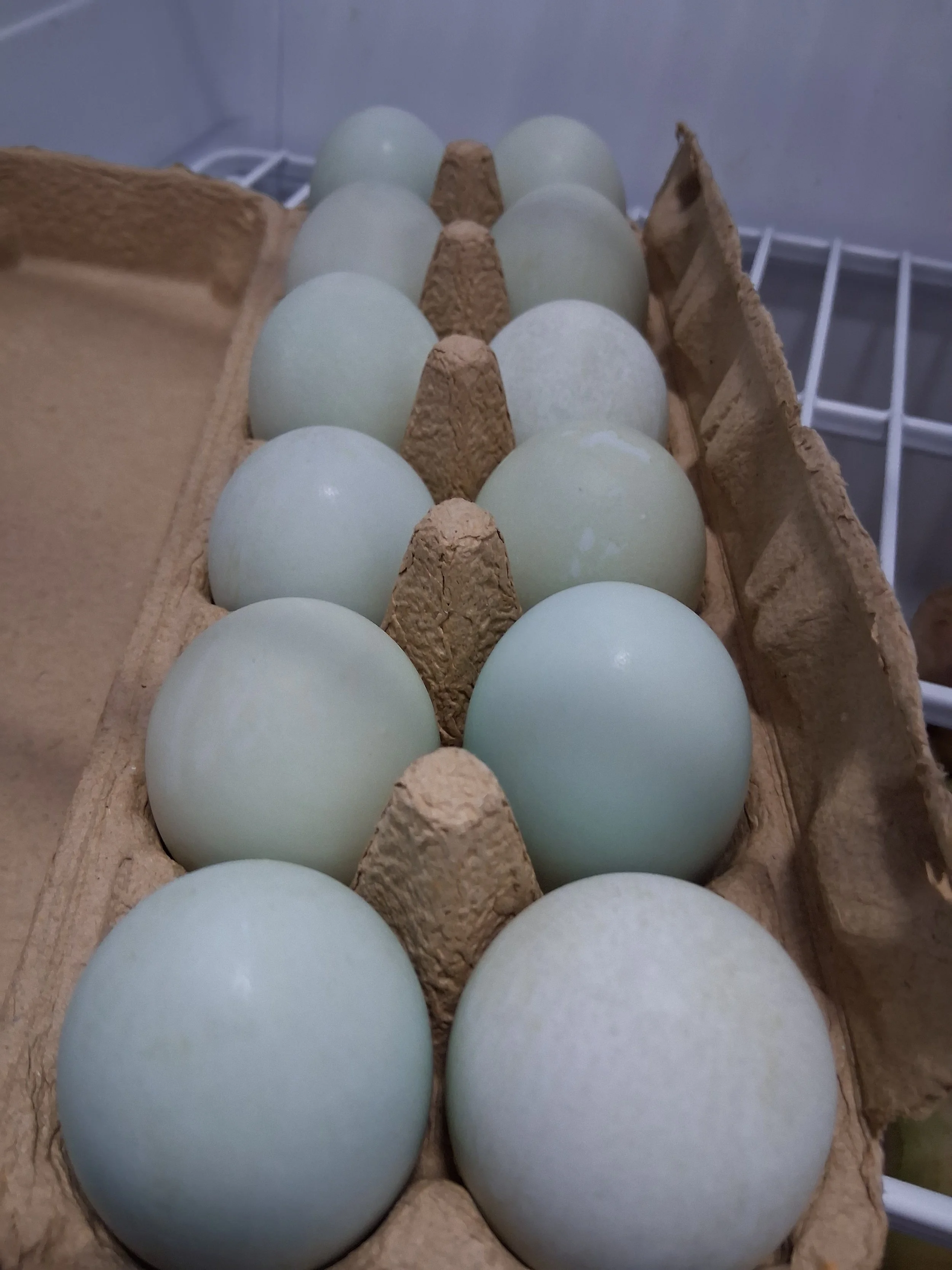 Blue Runner Duck Eggs - 1 dozen