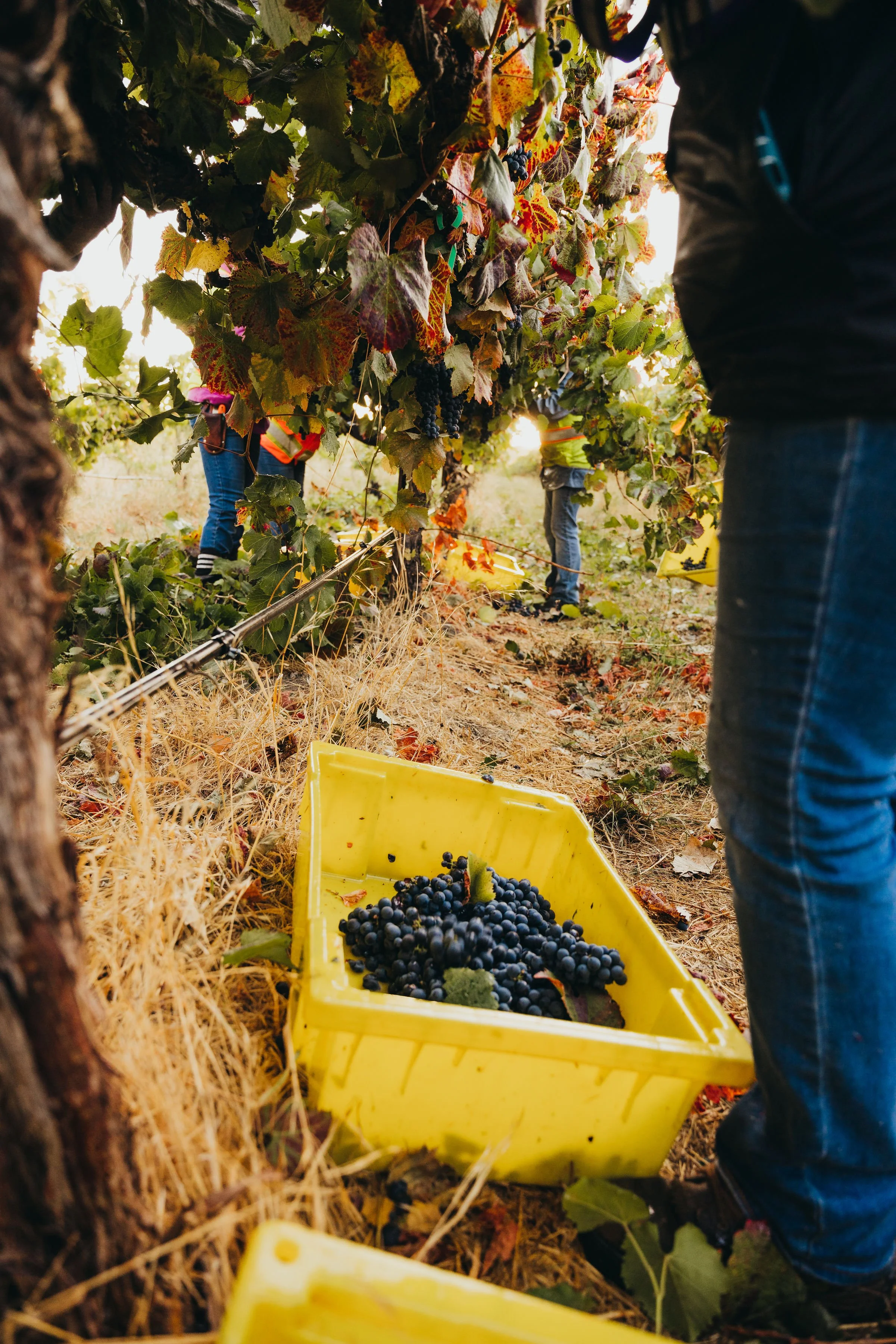 Grapes being harvested from grapevine with people in the background collecting grapes into yellow plastic baskets.