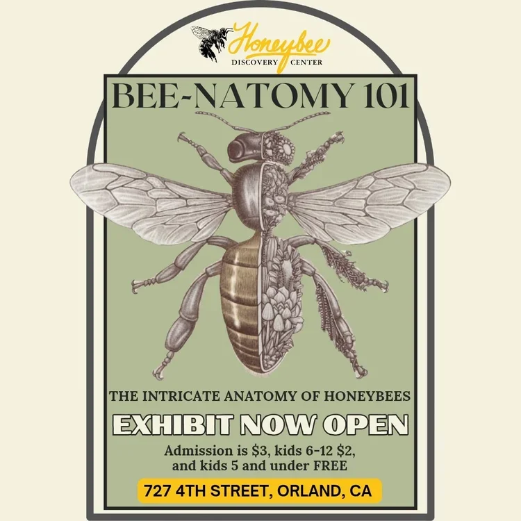 BEE-NATOMY 101 — November 6