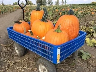 Country Pumpkins — October Farm Season