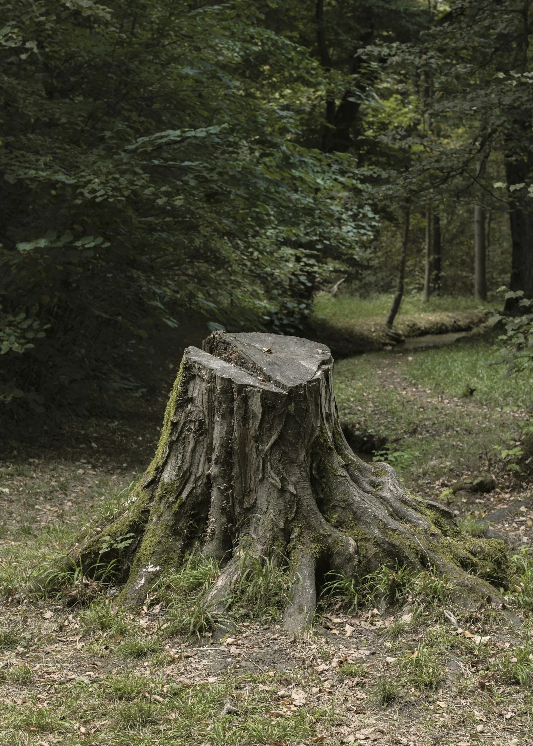 A tree stump on a grassy forest floor surrounded by green foliage and trees.