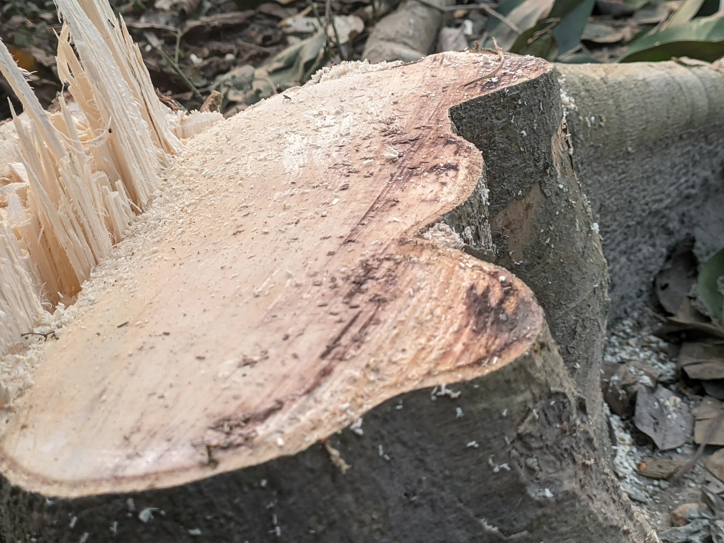 Stump Removal Services in New Kent Virginia