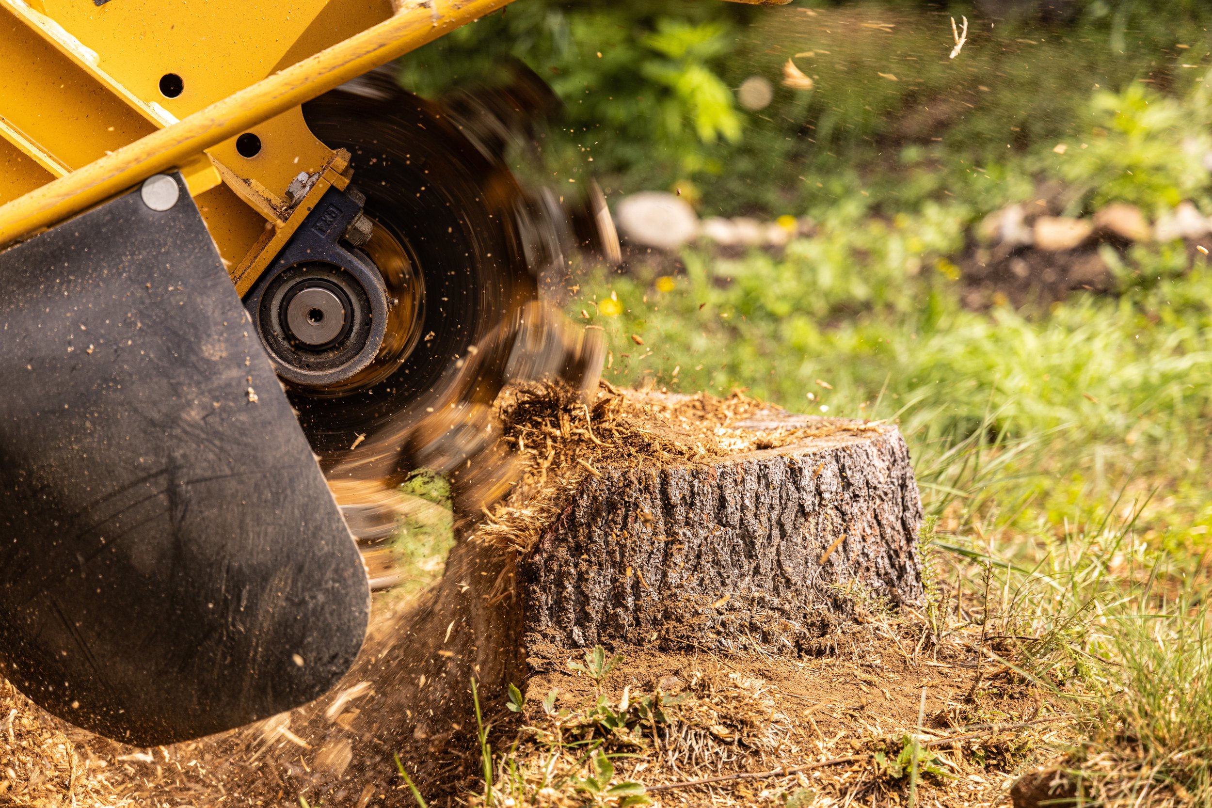 A chainsaw cutting through a tree trunk, with sawdust and wood debris scattered around.