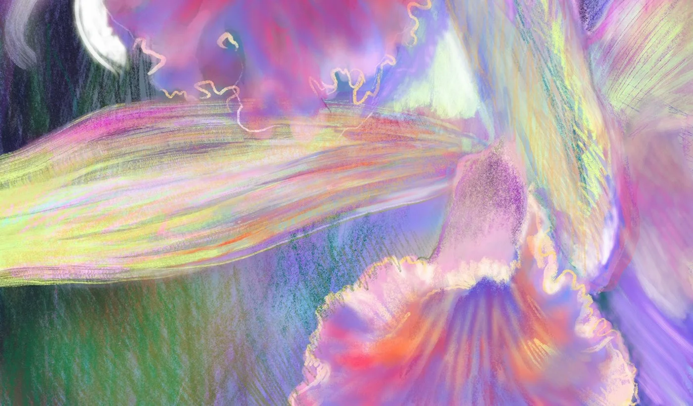 orquidea_banner.jpg