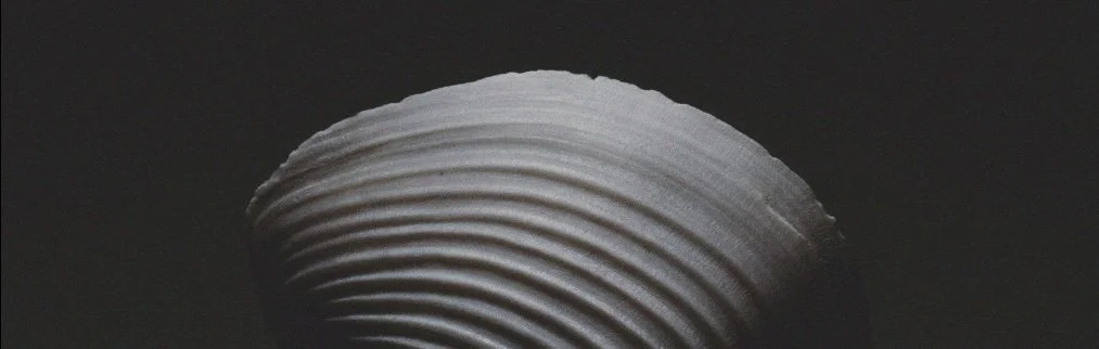 edge of clam shell against a black backdrop