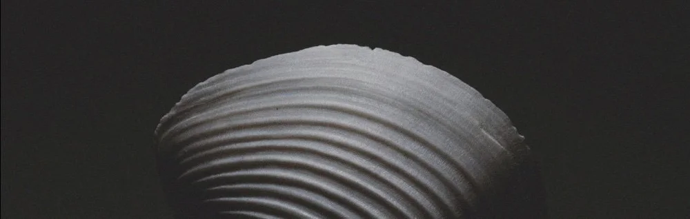 Edge of clam shell against a dark backdrop.