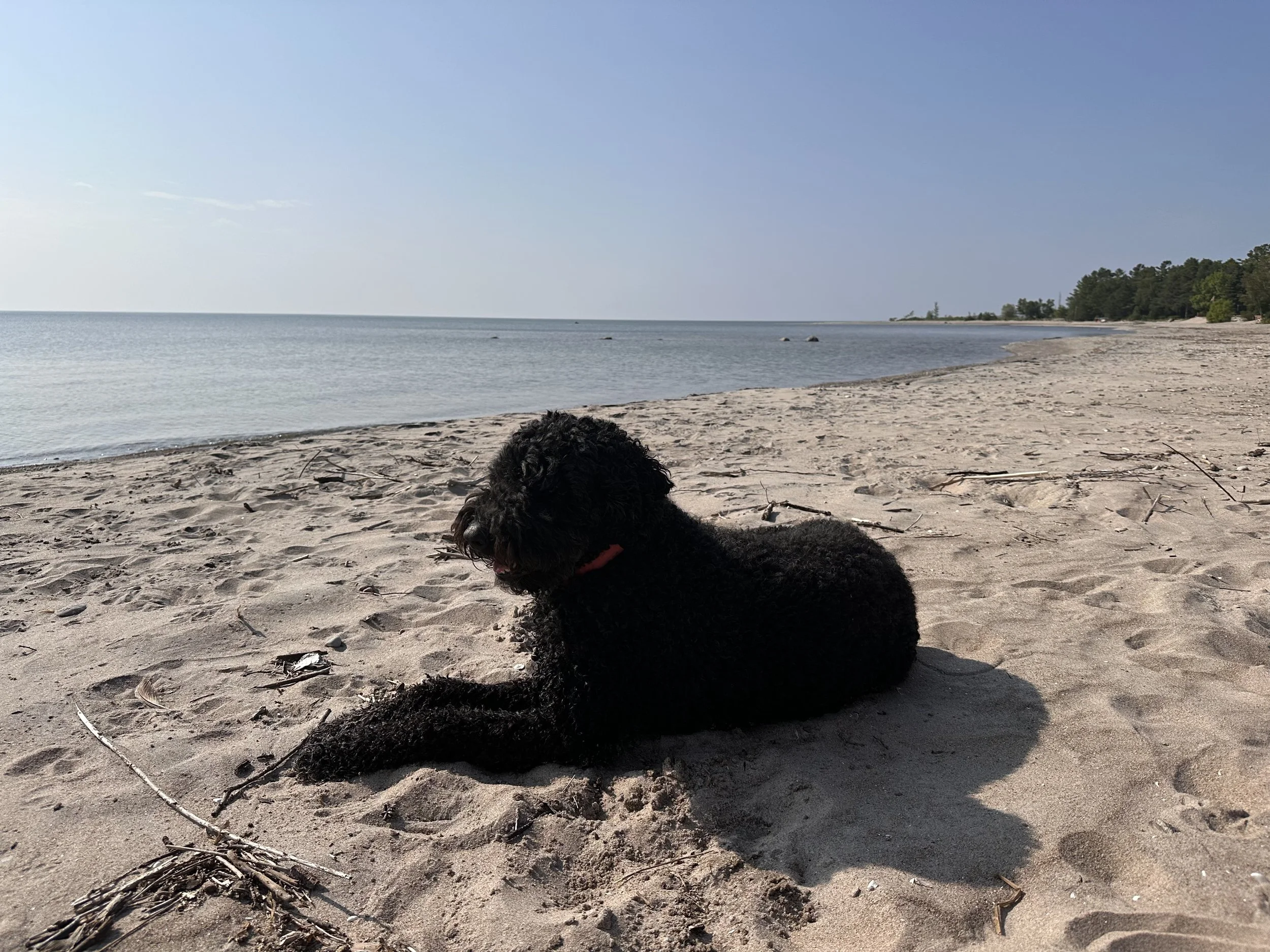 Lola: the story of unconditional love