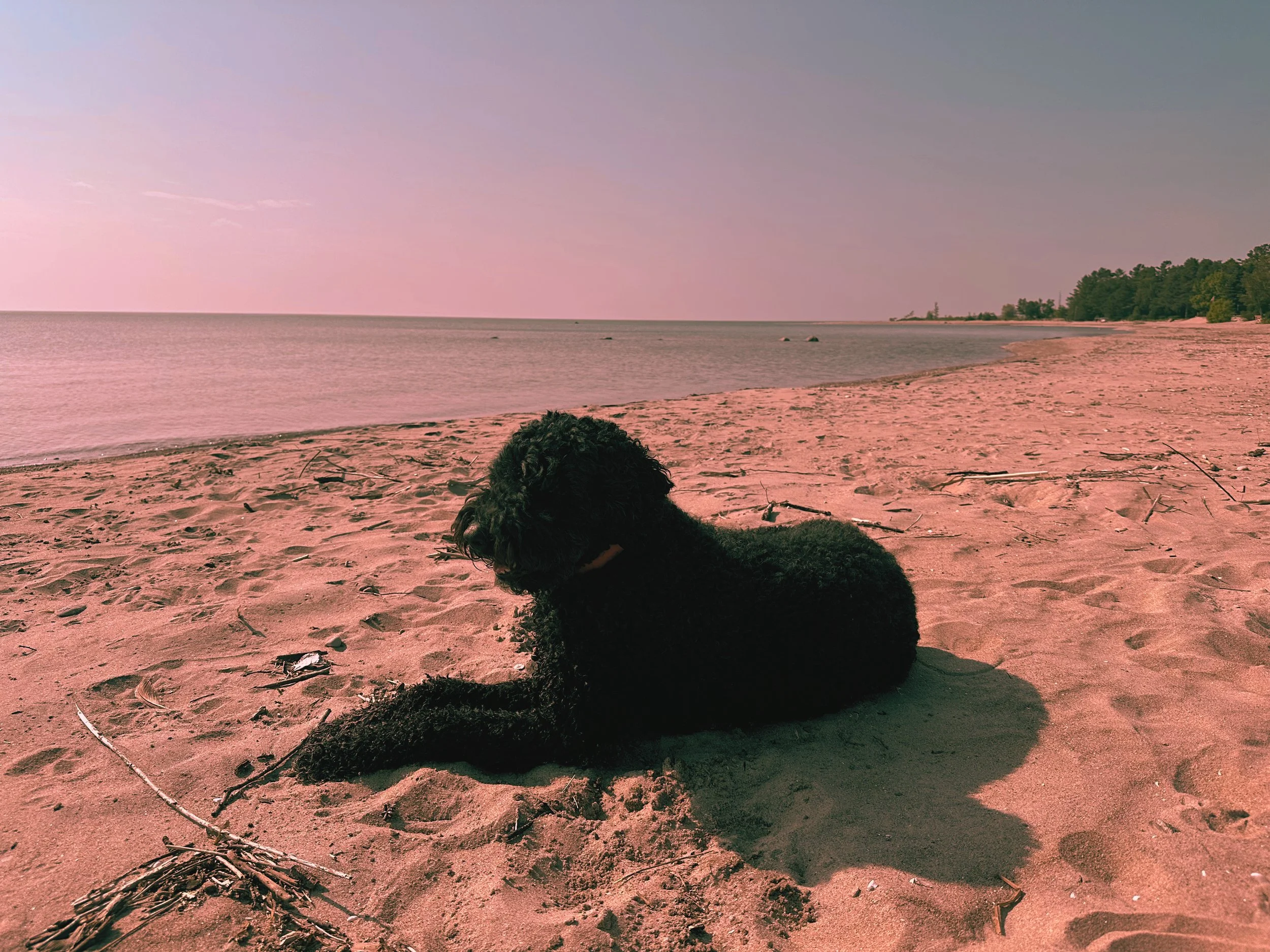 Lola: the story of unconditional love