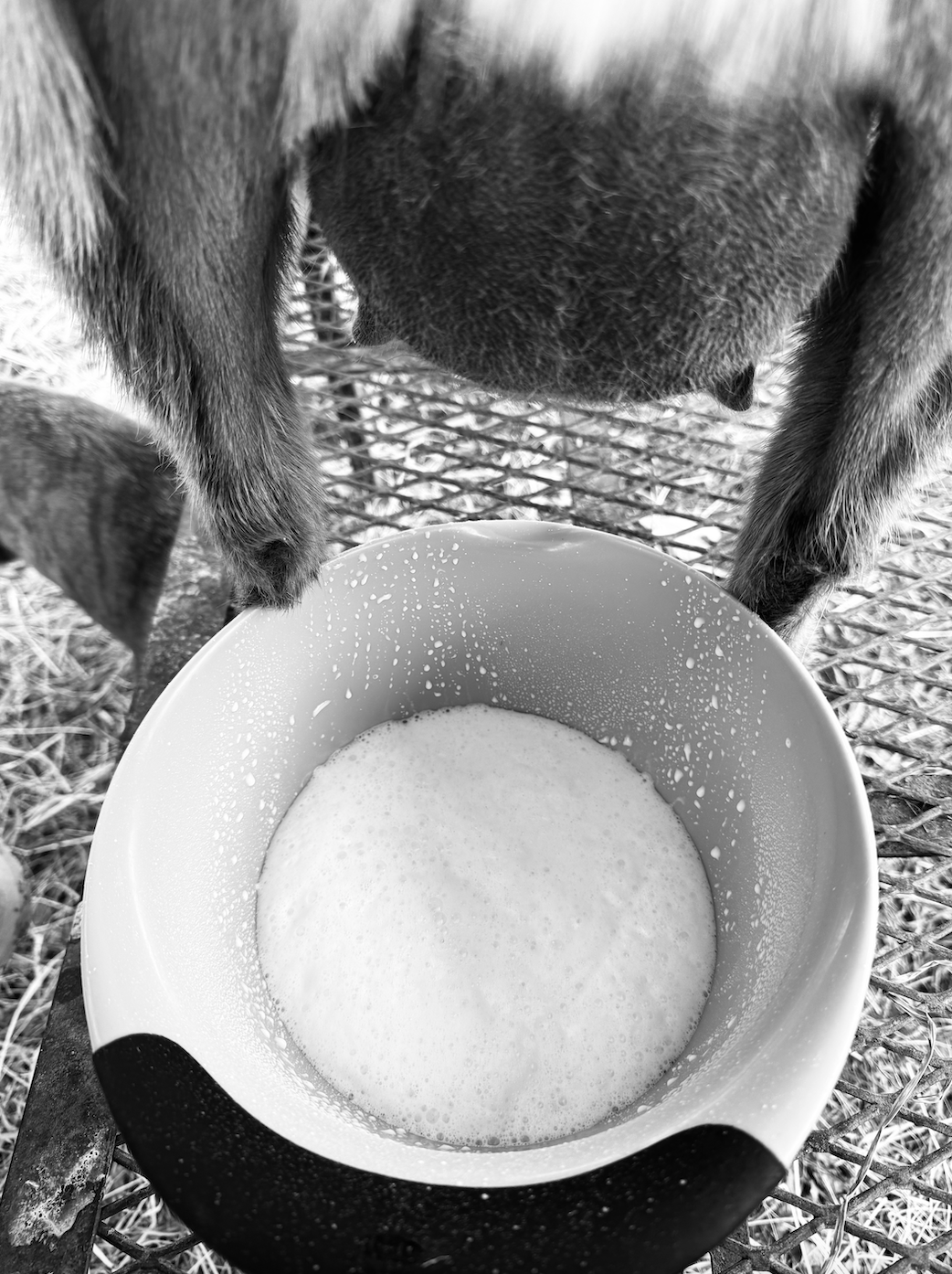 Raw Goat Milk *for pets only*