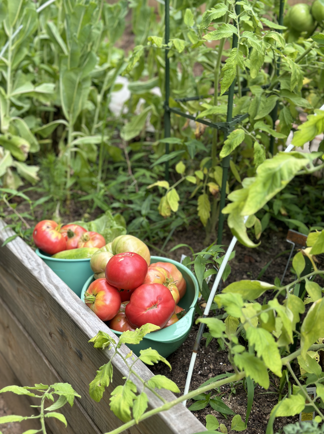Starter Vegetable Plants