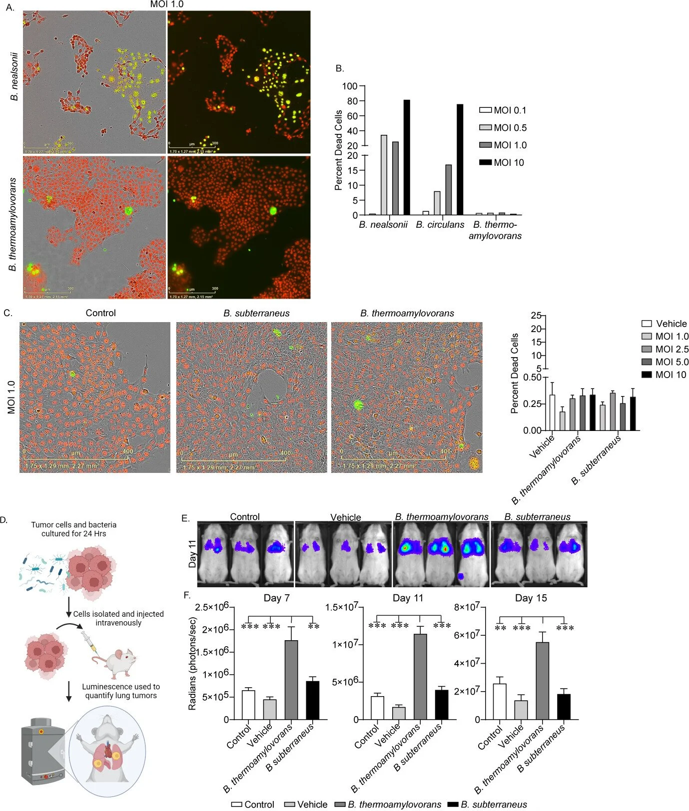 Scientific infographic displaying various experimental results involving bacteria, tumor cells, and animal testing. Parts include microscopic images of bacteria and cells, a bar graph of dead cell percentages, images of mice with tumor growth, and a diagram of tumor cell testing process.