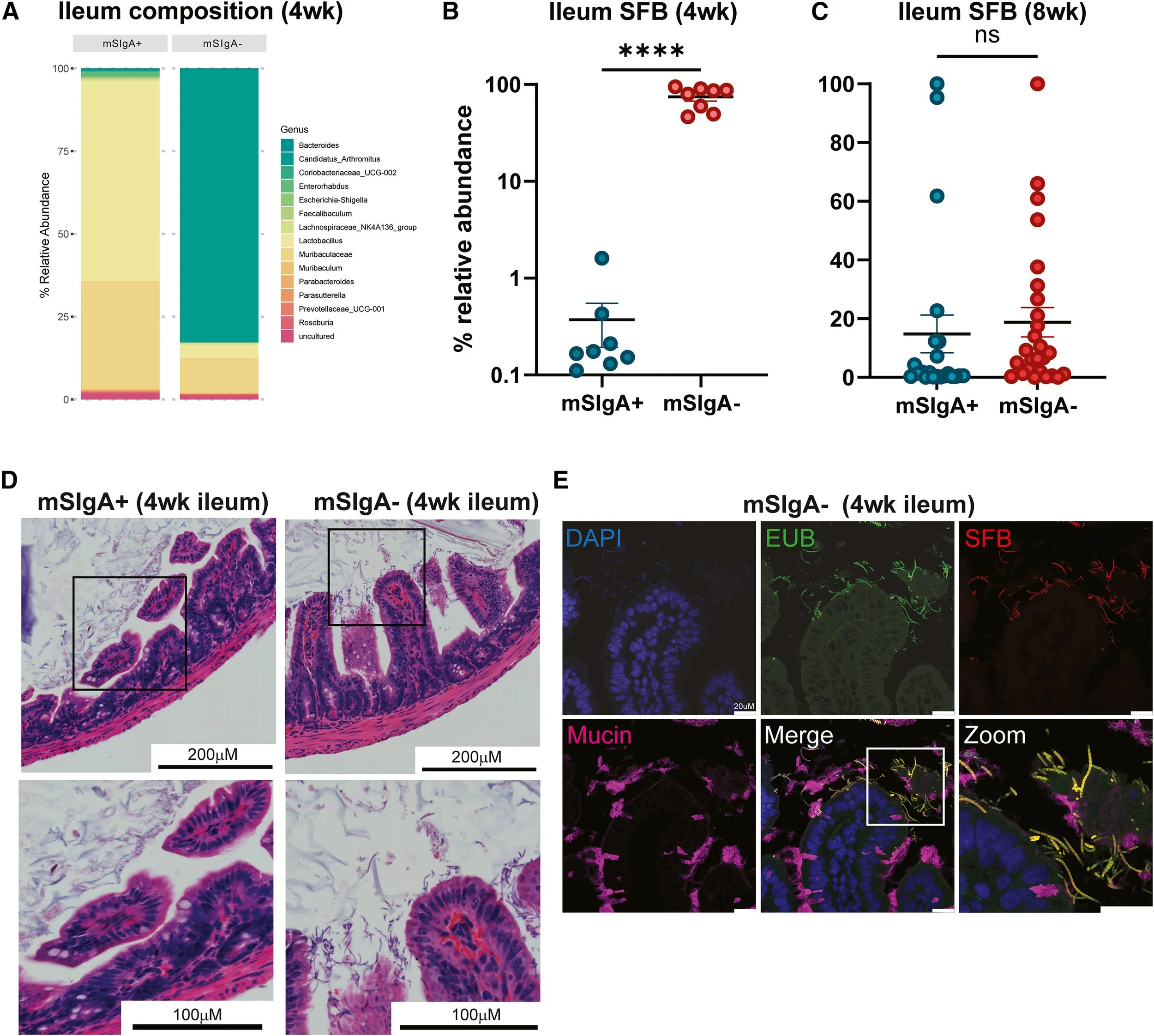Scientific data and images related to ileum composition and immune response in 4-week and 8-week samples. Panels include bar graphs showing relative abundance of bacteria, scatter plots comparing mSlgA+ and mSlgA- groups, microscopic images of ileum tissue with different staining, and fluorescent microscopy images showing DAPI, EUB, SFB, and mucin labeling with merged and zoomed-in views.