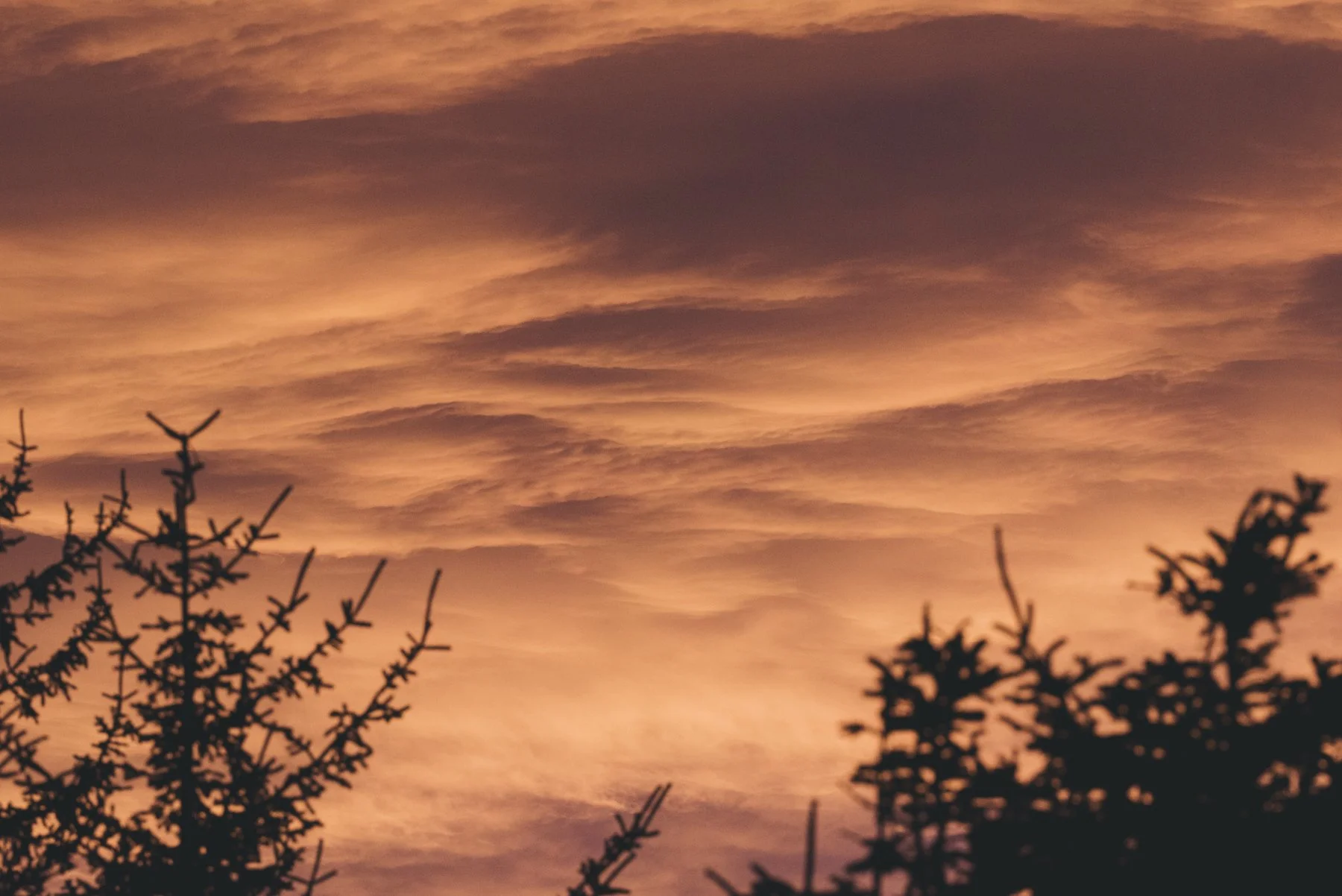 haida (1 of 1)-2.jpg