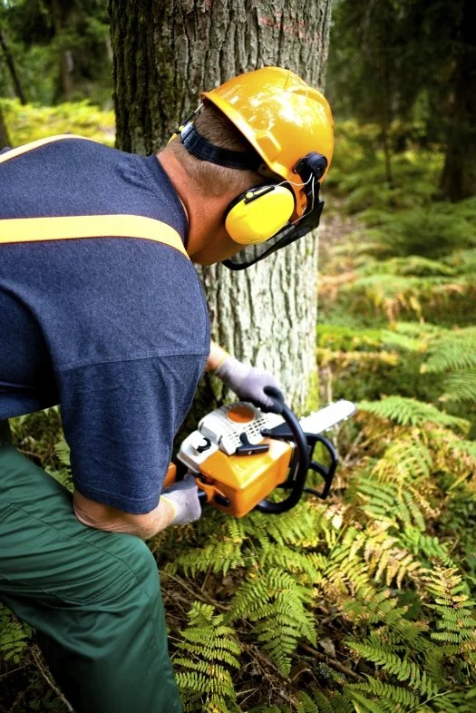 A person wearing a yellow helmet, hearing protection, and gloves is cutting a tree with a chainsaw in a forest with green ferns.