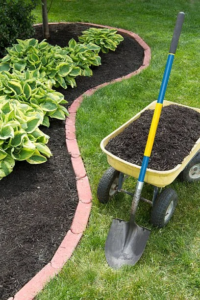 Garden bed with green leafy plants, a wheelbarrow filled with dark soil, and gardening tools on grass.