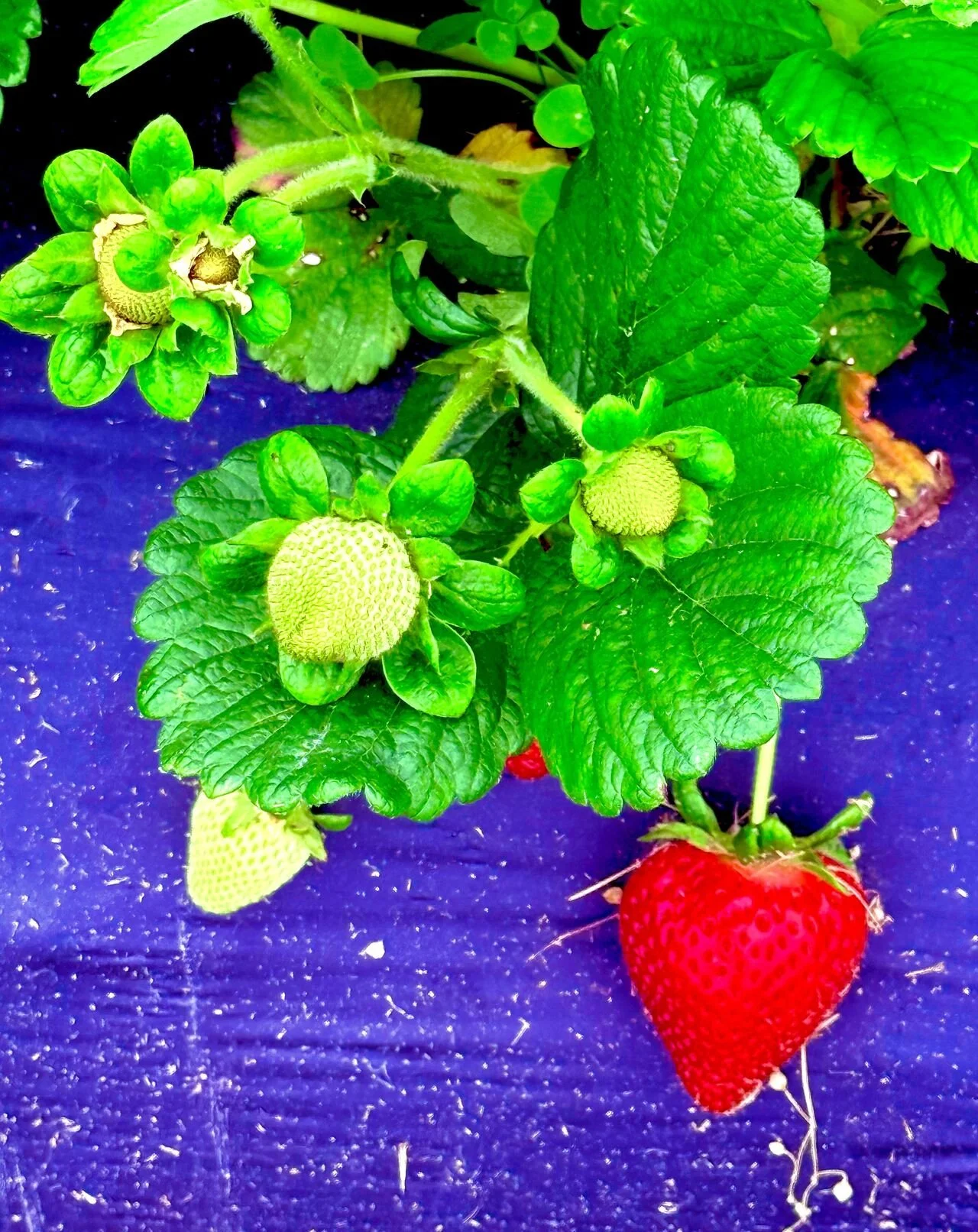 A ripe red strawberry hanging from a plant with green leaves and unripe green fruit, against a dark background.