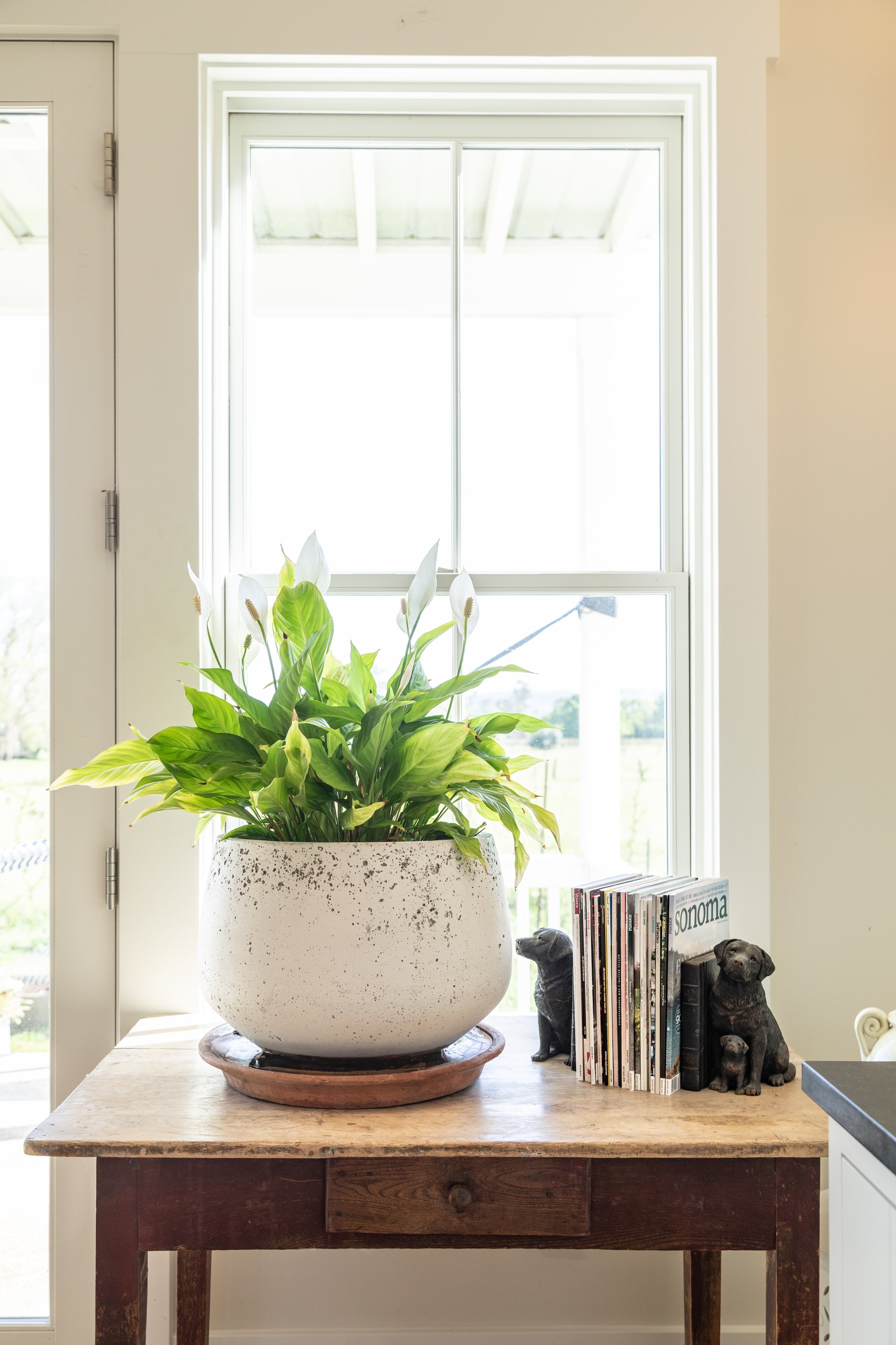 A wooden table with a large white textured planter containing a green leafy plant, flanked by small bear figurines and magazines, in front of a window with bright natural light.