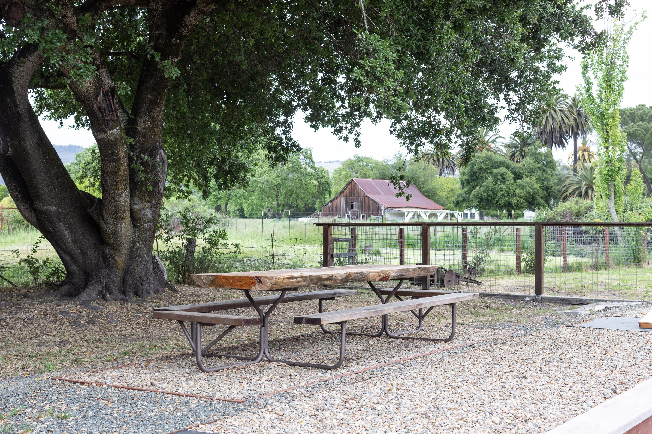 A rustic outdoor scene with a large leafy tree, a wooden picnic table, and a barn in a grassy field, surrounded by a wire fence.