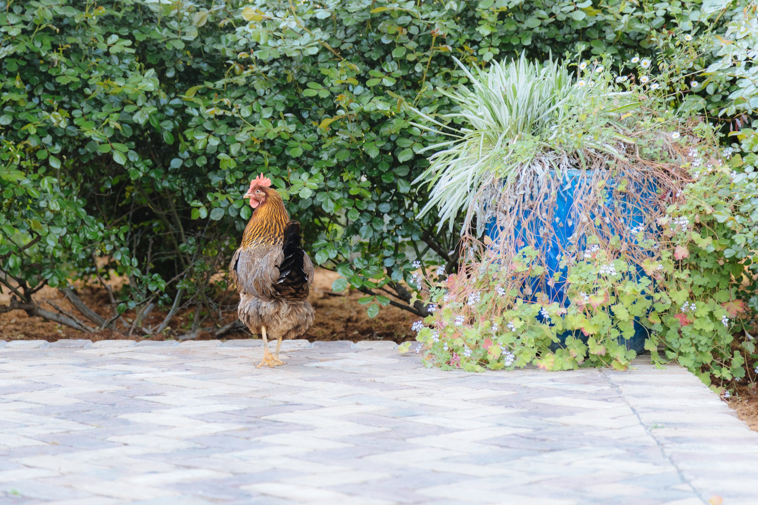 A rooster standing on a stone pathway in front of green bushes and plants, with a large blue planter filled with plants and flowers nearby.