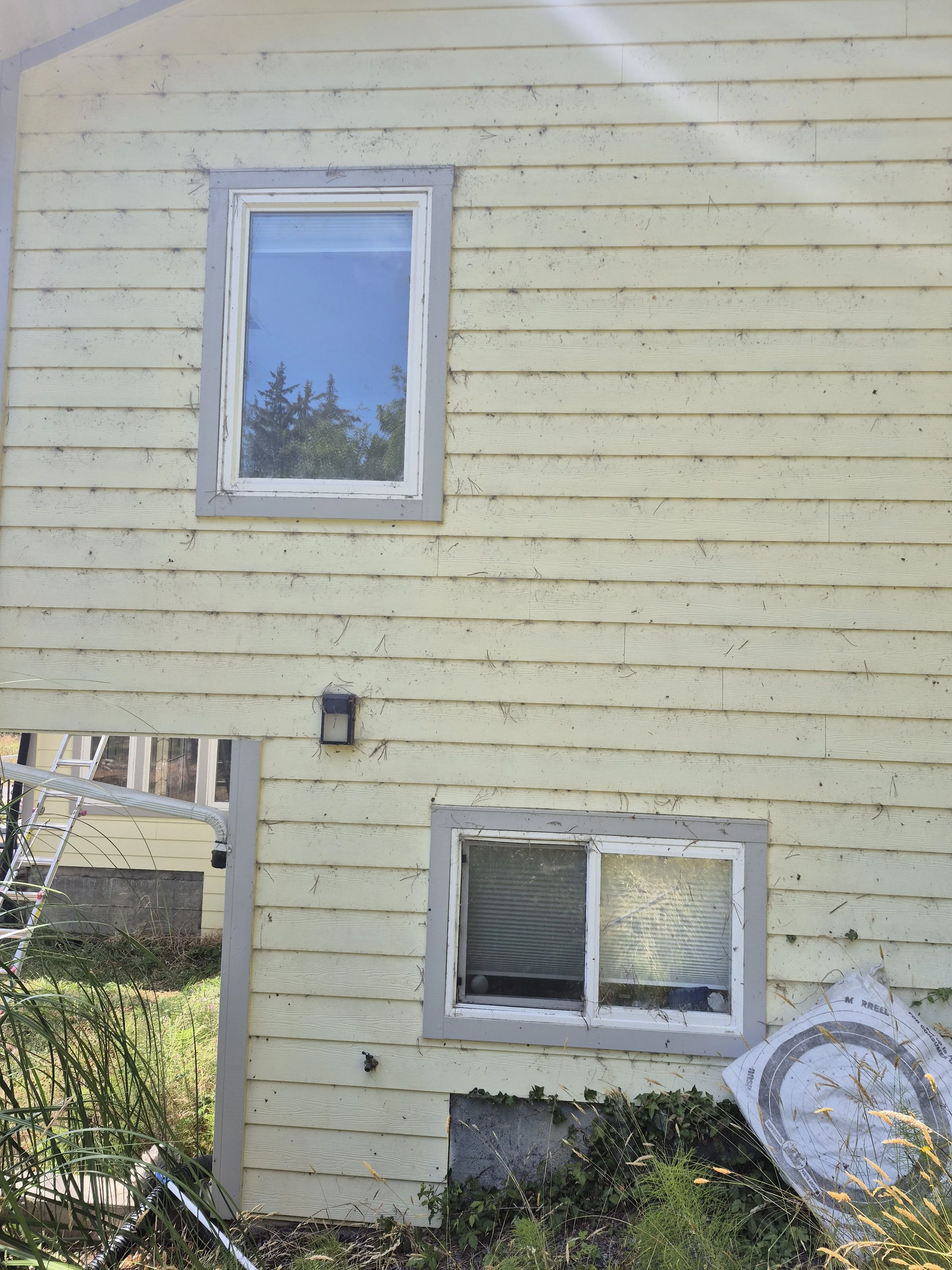 Cobweb Removal