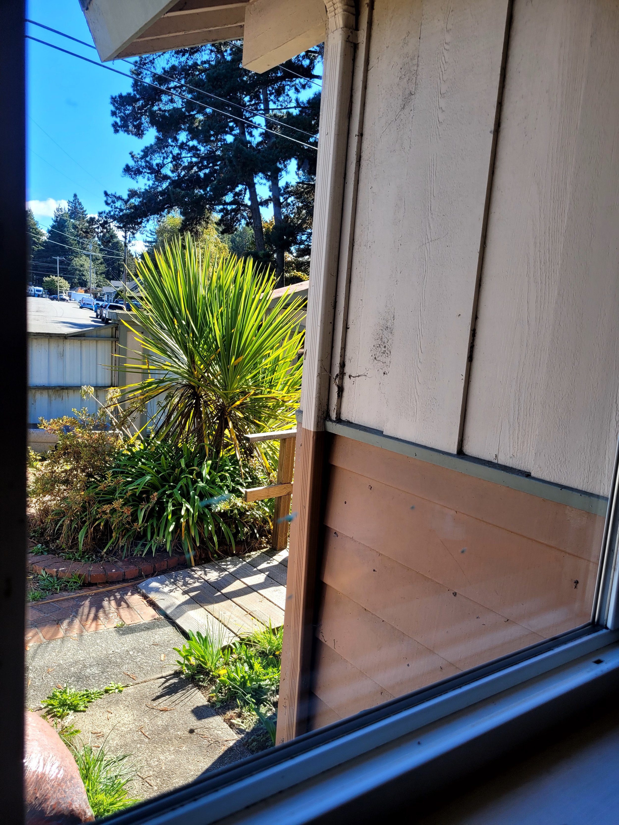 View of an outdoor garden from a window, featuring a spiky-leaved plant, brick pathway, and tall trees in the background under a clear blue sky.