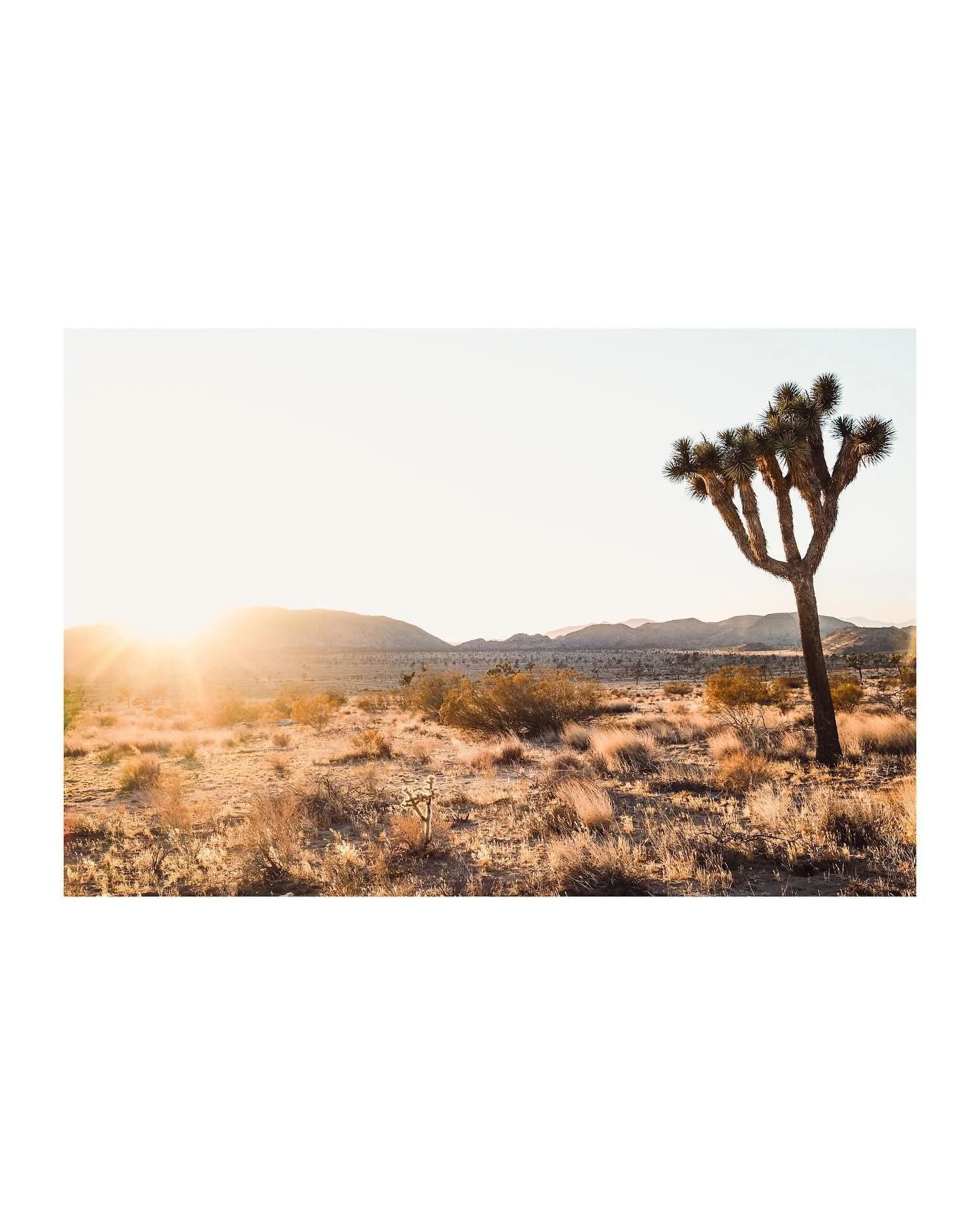 Joshua Tree National Park at sunset&mdash;pure magic.
.
.
.
.
.
#fujifilm #x100vi #x100 #jtnp #joshuatree #joshuatreenationalpark #desertvibes #mojavedesert #desertlandscape