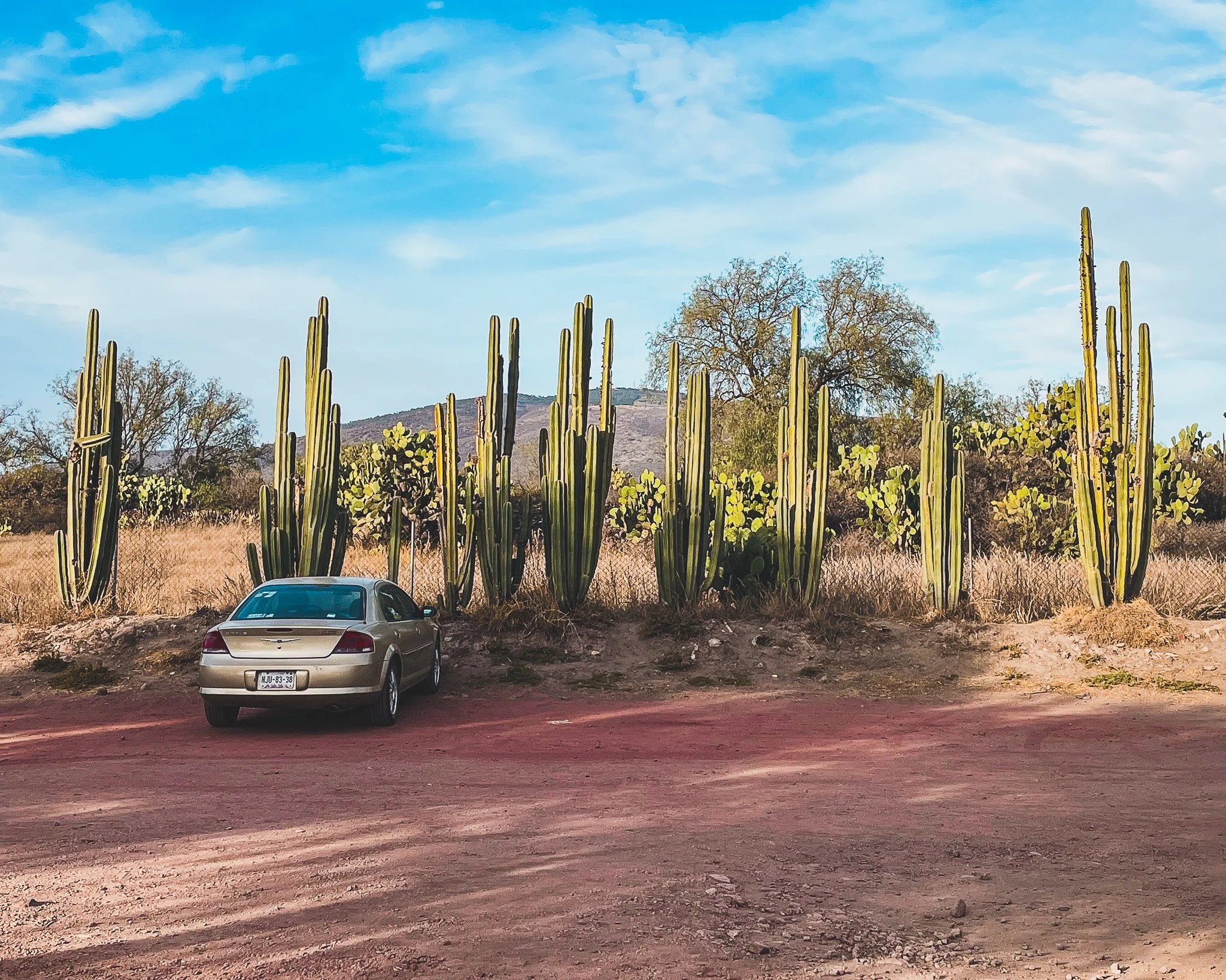 Cactus Parking, Teotihuacan, Mexico