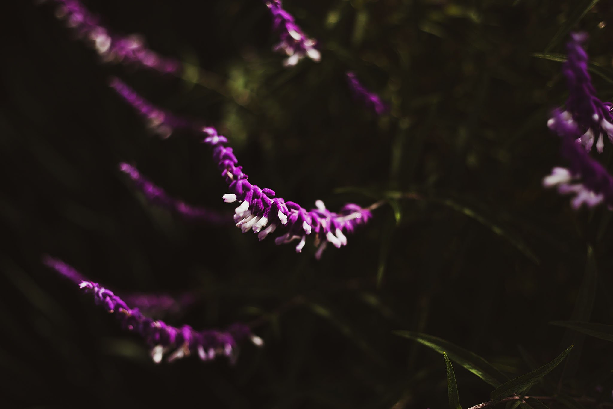 Velvety close-up of long purple and white flowers against a dark background of foliage.