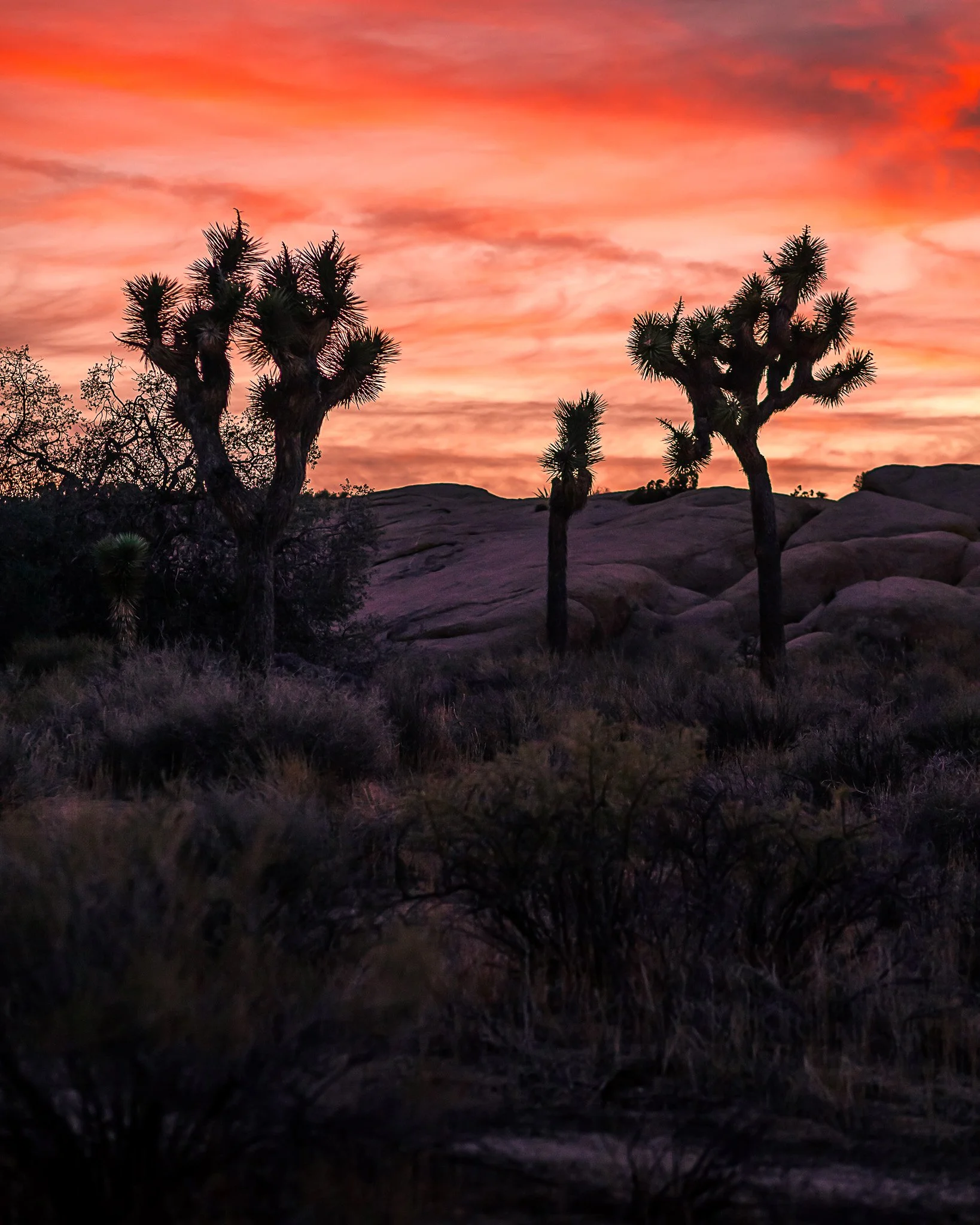 Sunset in the Desert, Joshua Tree National Park, CA