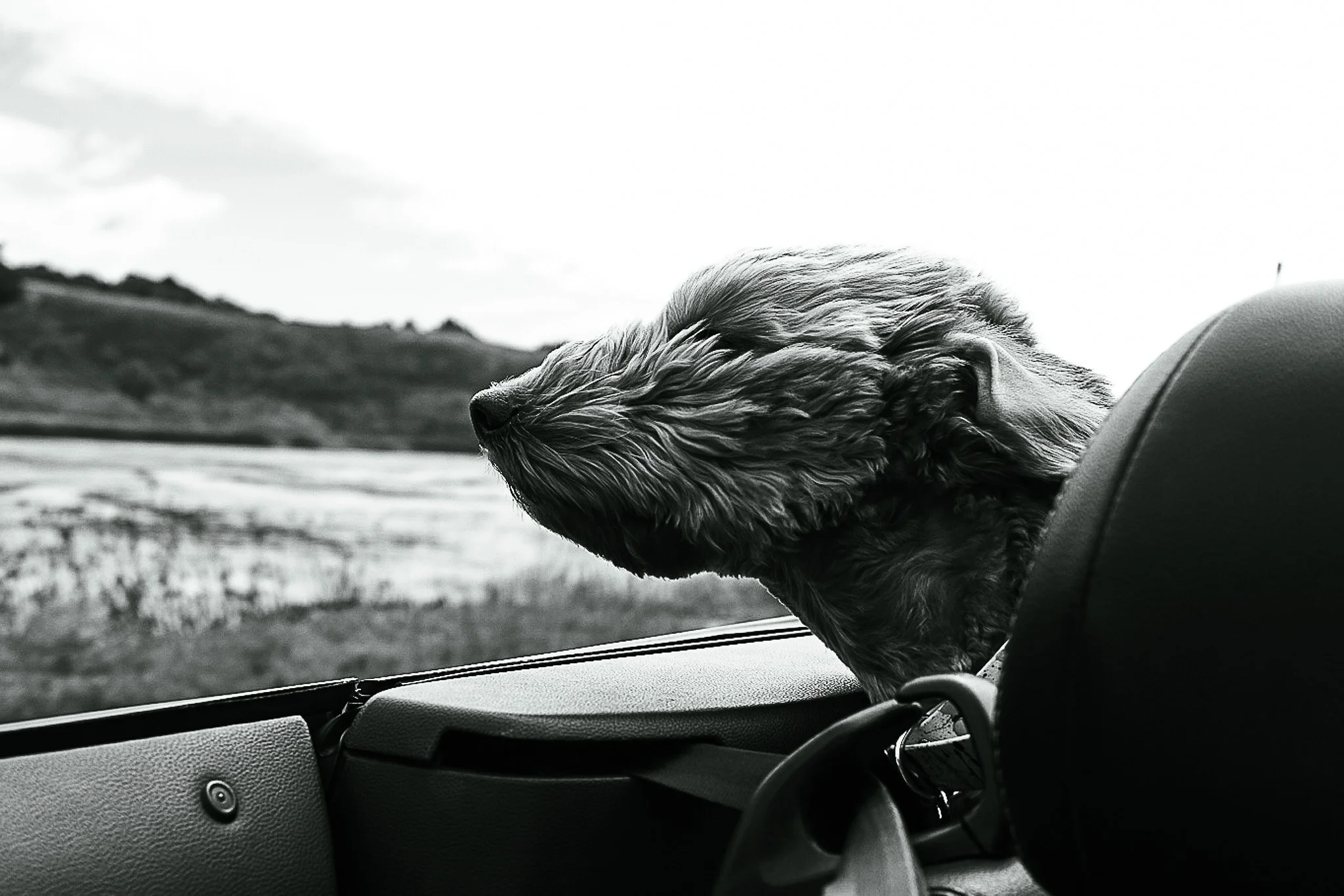 Windblown, Central Coast, CA