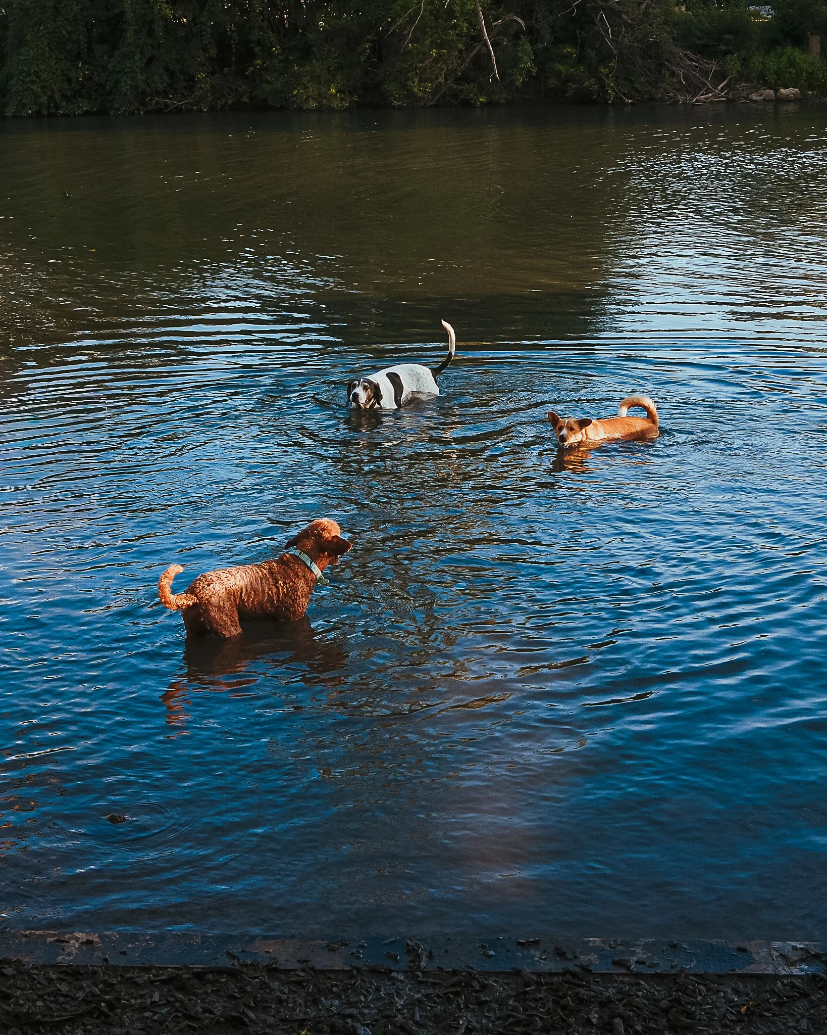 Ellicott Island Bark Park, Tonawanda, NY.