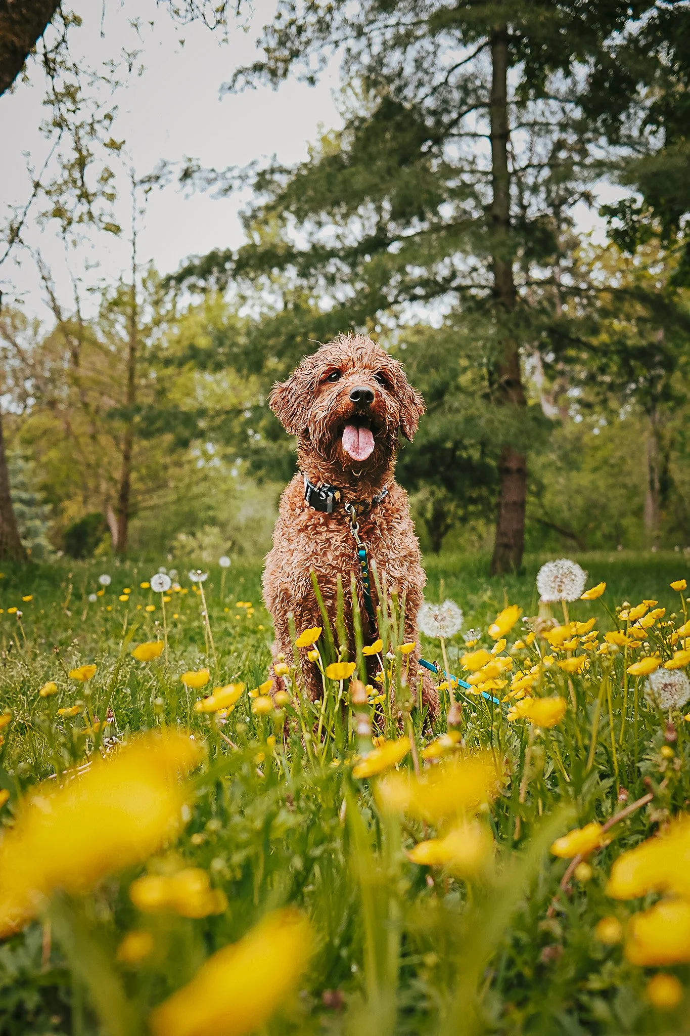 Delaware Park, Buffalo, NY.