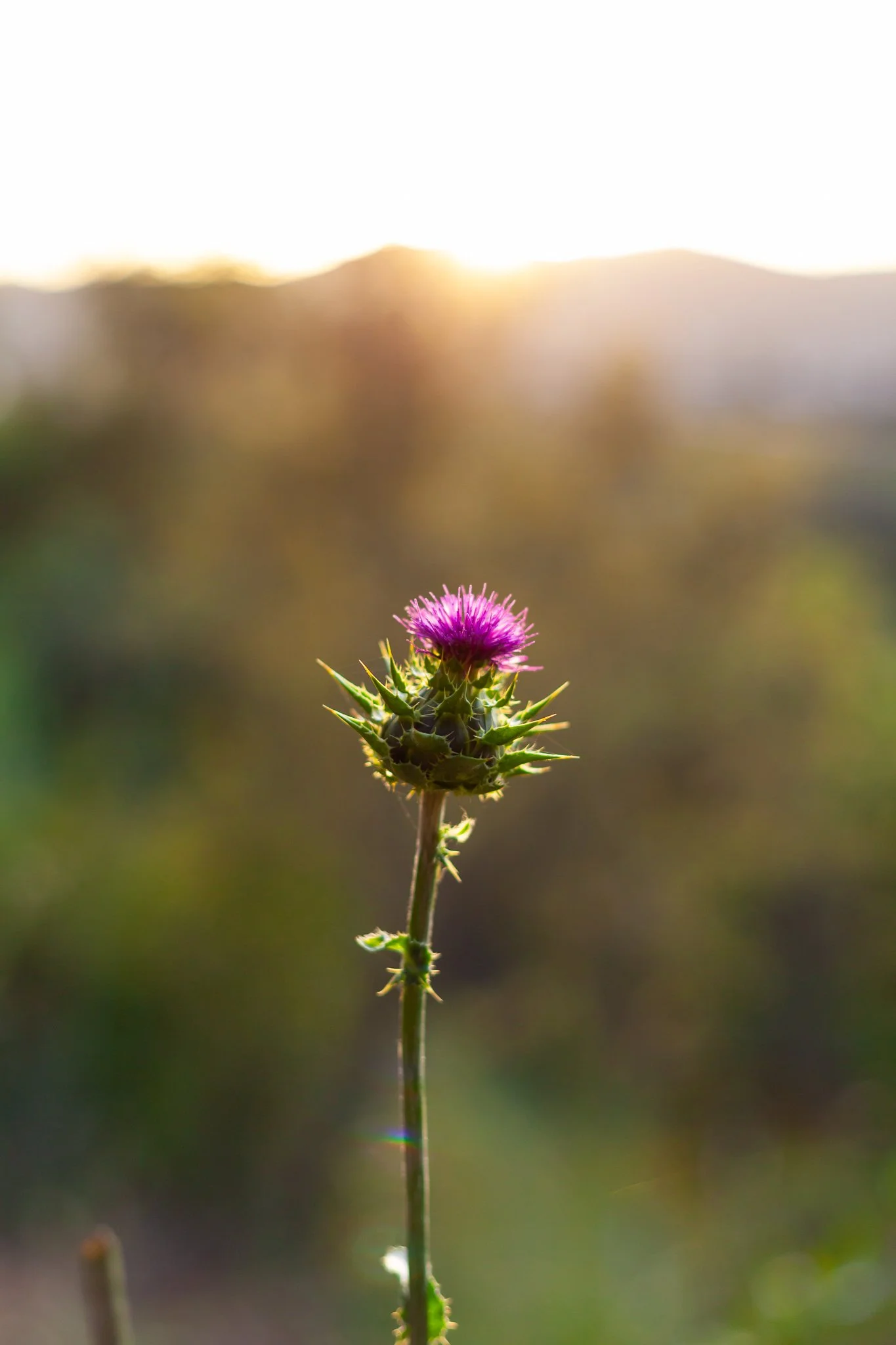 California Thistle, Rancho Mission Viejo, CA.