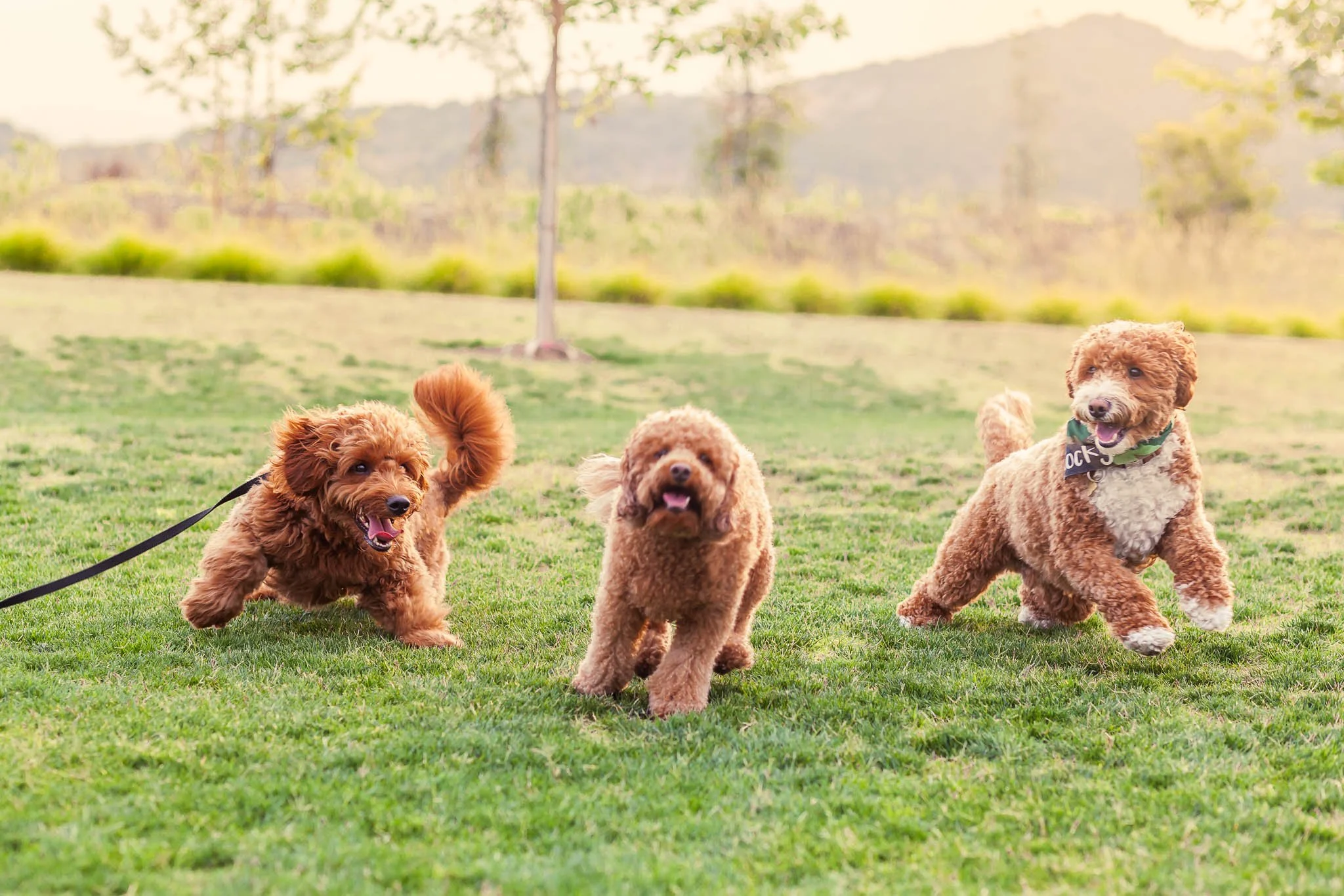 Three Goldendoodles mid-pounce playing on a grassy field in golden evening light.