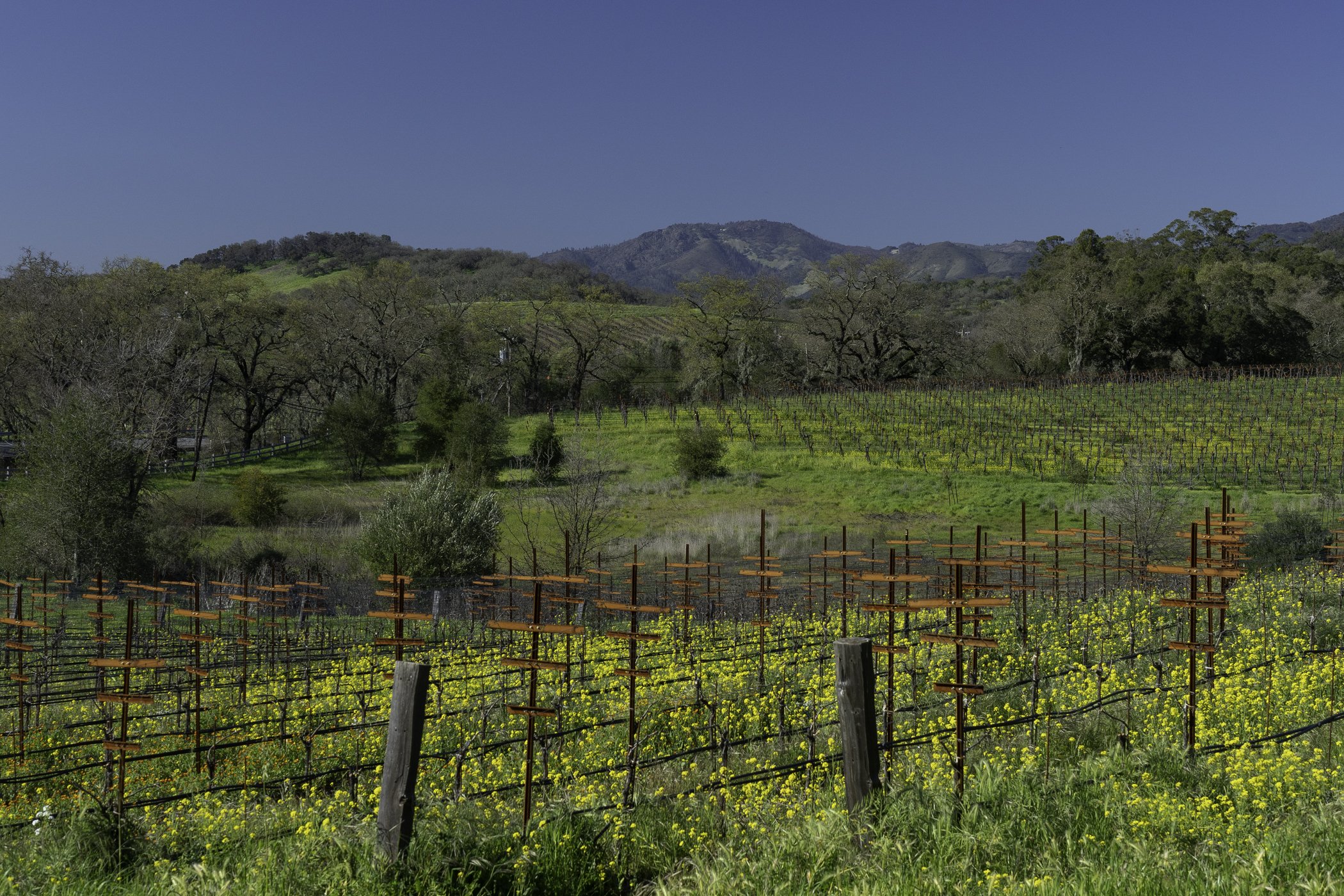 Vineyard in Napa Valley with rows of grapevines, surrounded by hills and green landscape, under a clear blue sky.