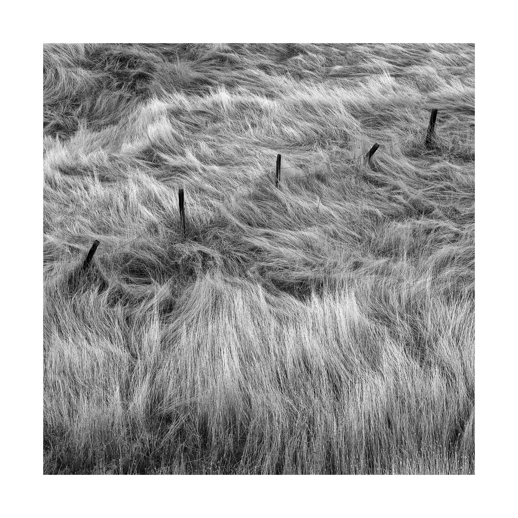 Winter Grass