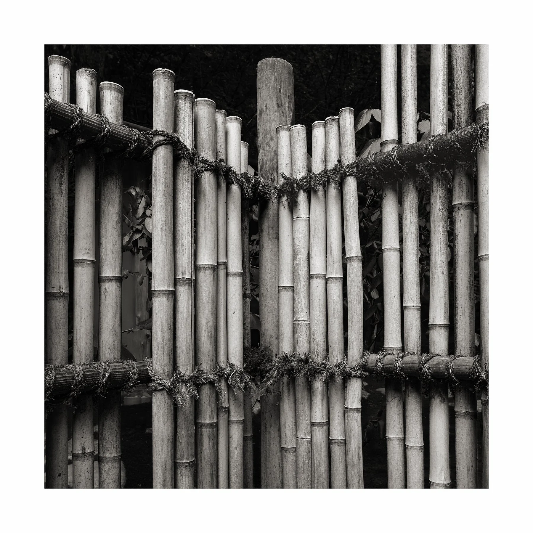 Bamboo Fence