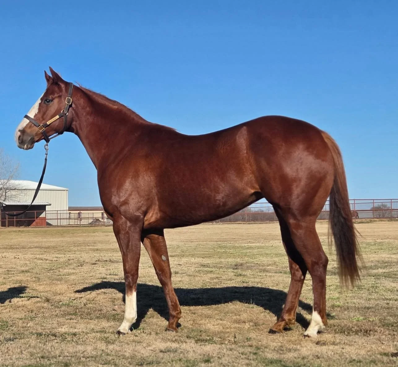 GOOD TIME COUNTRY CHICK