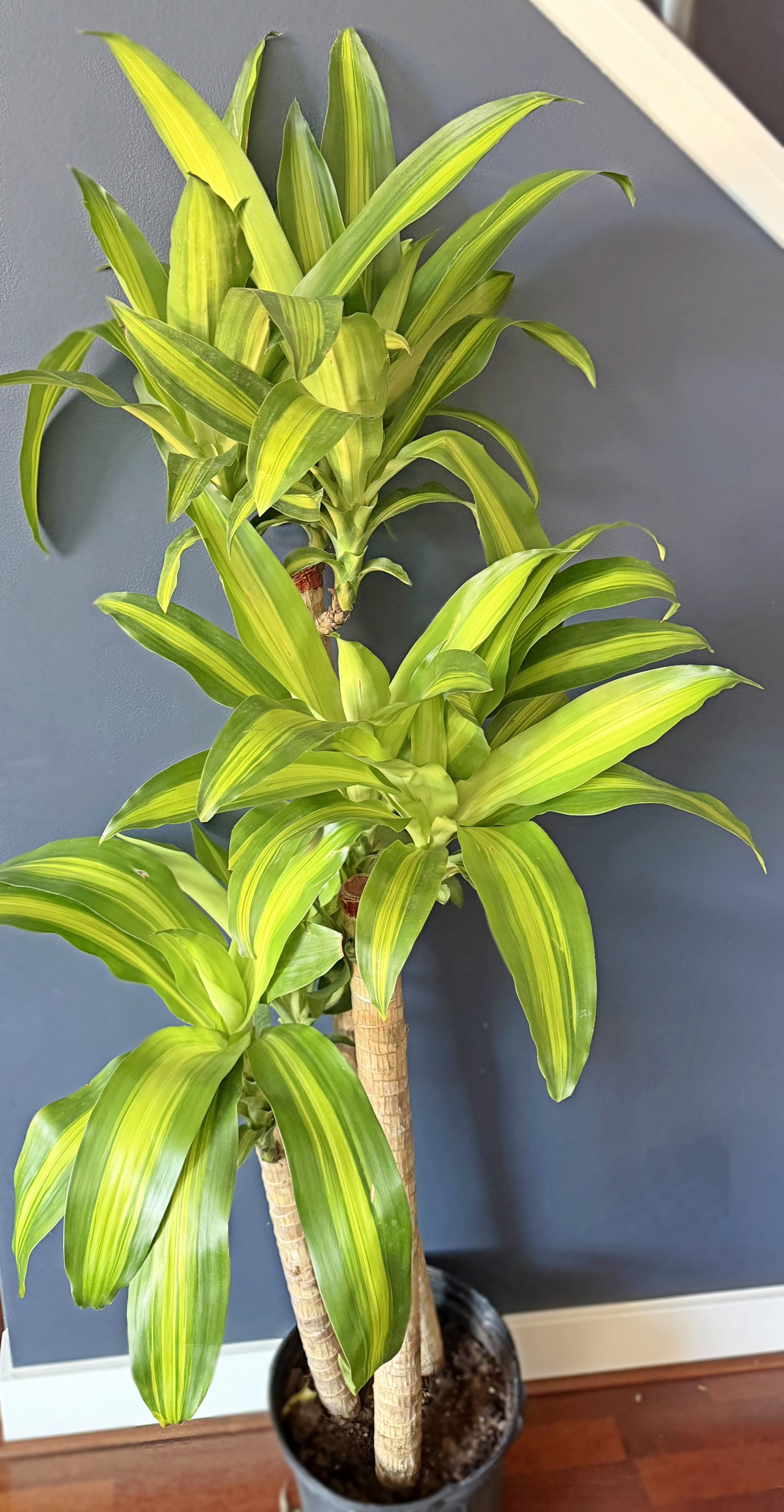 Dracaena fragrans Massangeana 01_02.png