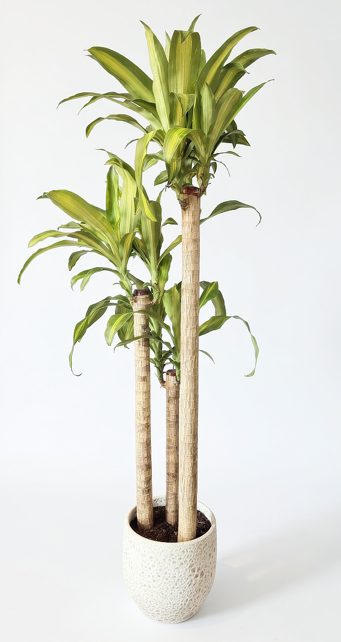 Dracaena fragrans Massangeana  01_02.png