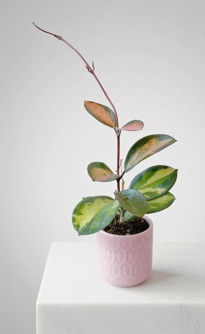 Hoya Tricolor and Pink Planter.png