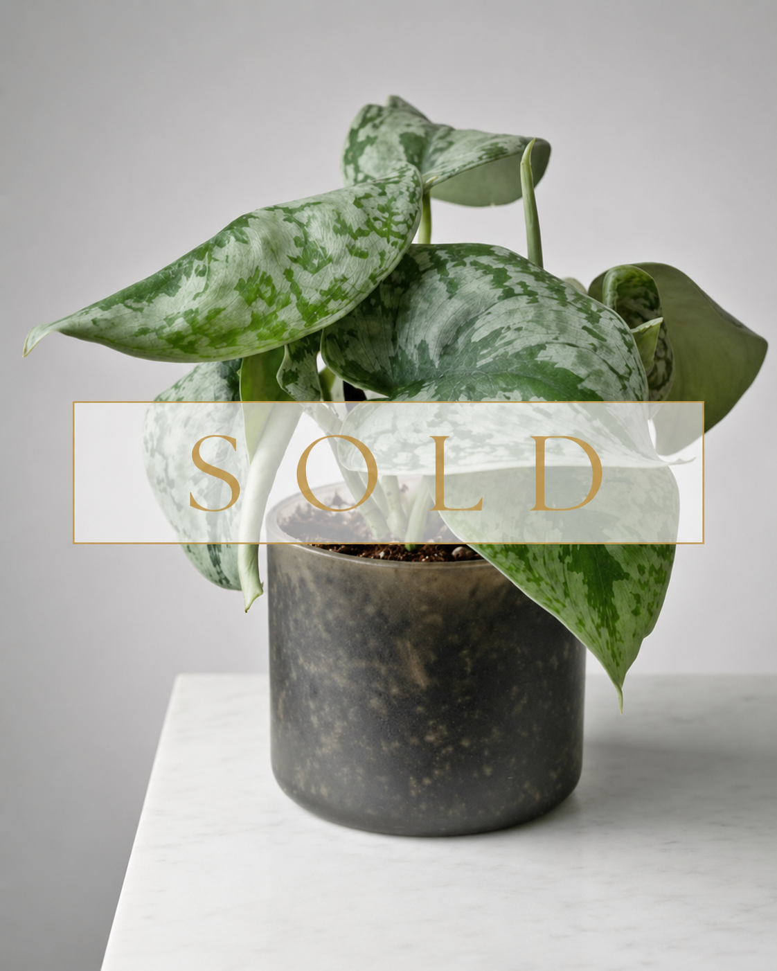 Silver Pathos sold.png