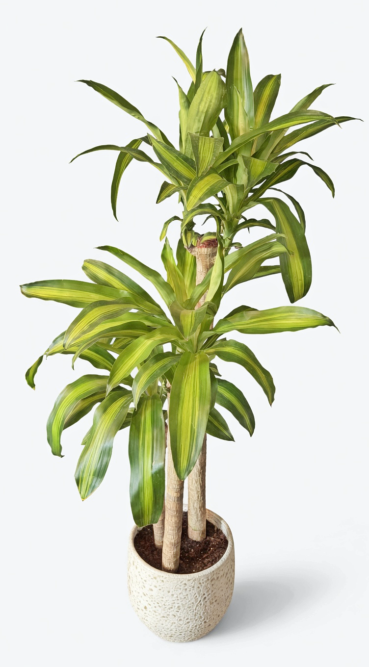Dracaena fragrans Massangeana  01_03.png