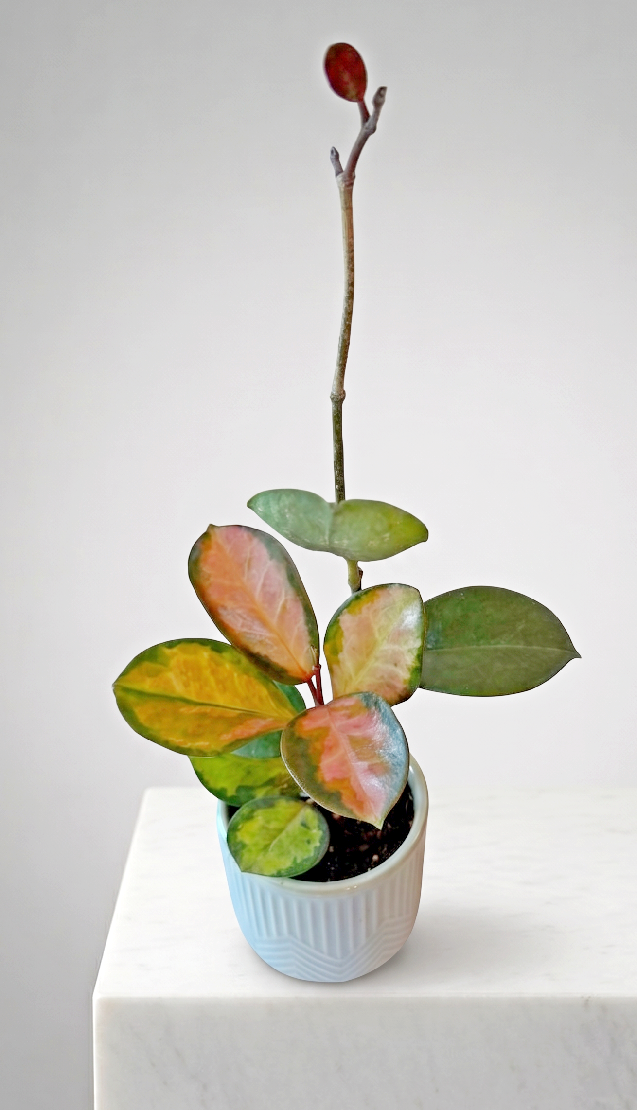 Hoya Tricolor and seafoam Planter.png
