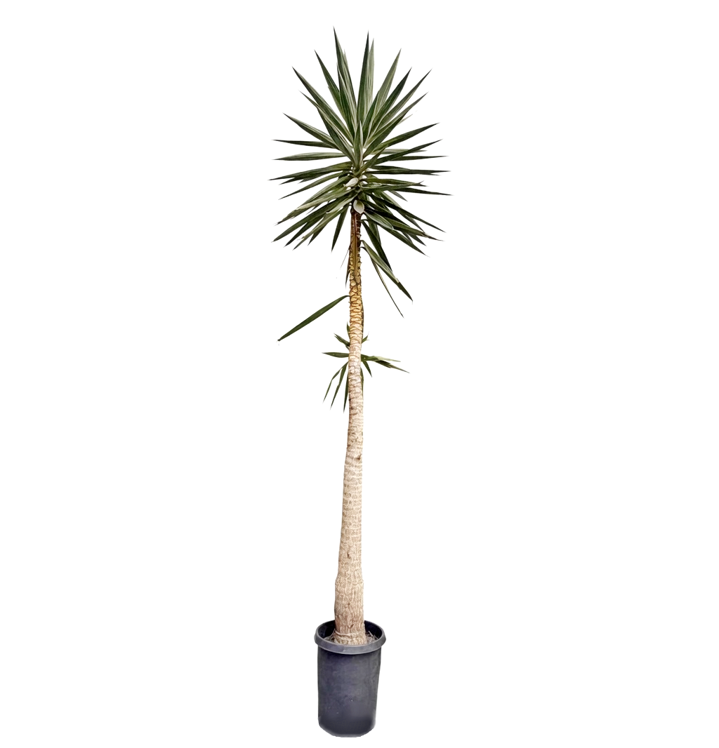 yucca no background 01.png