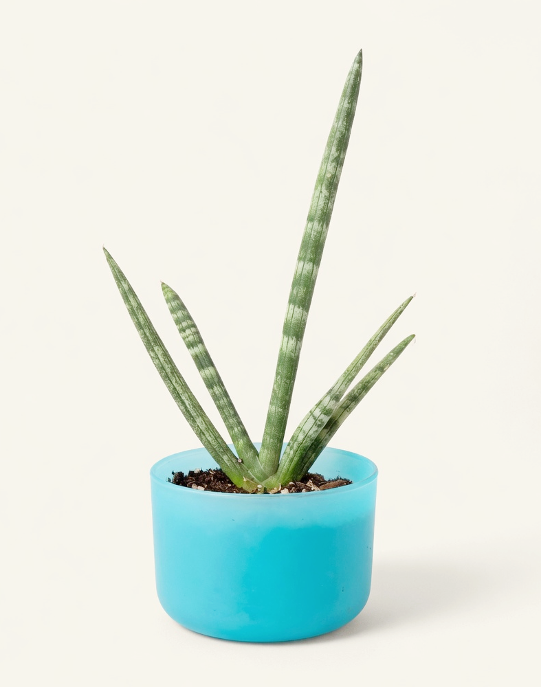 9” Starfish Snake Plant 01.png